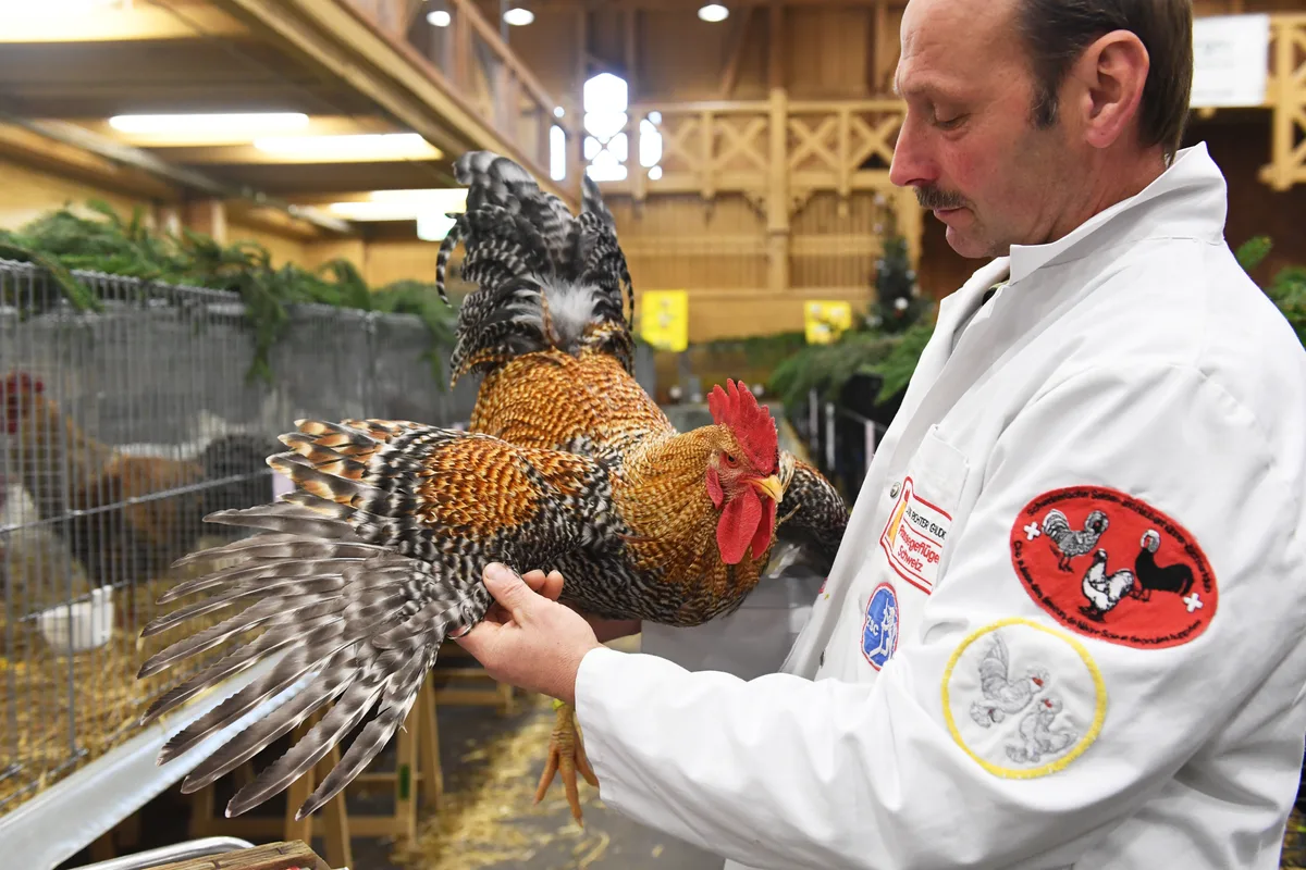 Kleintierausstellung in der Reithalle Winterthur - In der Halle mit den Geflügel werden die Tiere von Experten nach verschiedenen Kriterien geprüft.